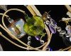 Подвесная люстра Arte Lamp Ricchezza A2011LM-6GO