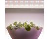 Светодиодная лента Эра FITO-Strip Light-Rа90-3m Б0059881