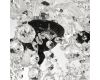 Подвесная люстра Bohemia Ivele Crystal AL16309/5/141 BM
