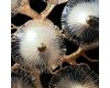 Потолочная люстра Loft IT Bloom 10352/1000C AB
