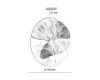 Потолочный светильник Sonex Pale Floren 7747/DL